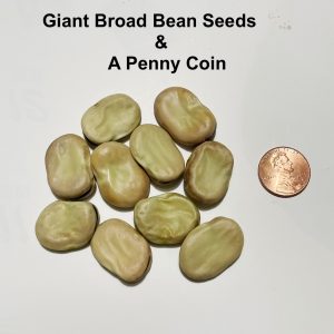 Broad Windsor Heirloom Fava Bean Seeds (Giant)