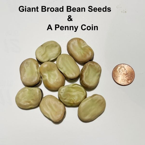 Broad Windsor Heirloom Fava Bean Seeds (Giant)