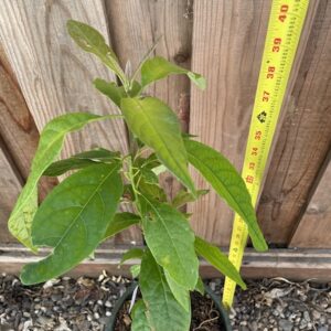 Transplant, Hass Avocado
