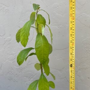 Transplant, Hass Avocado