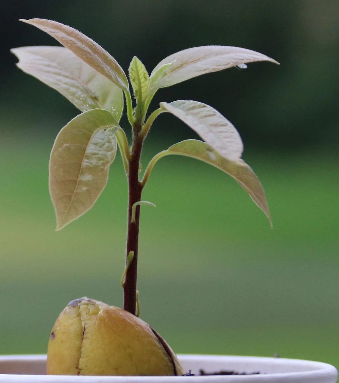 avocado-fseedling
