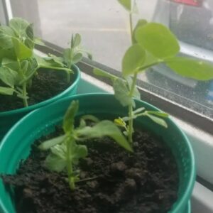 2 Transplants, English Pea