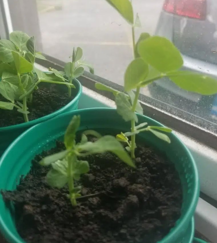 two english pea seedlings