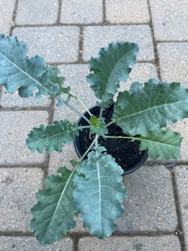 Transplant, Vates Blue Curled Scotch Kale