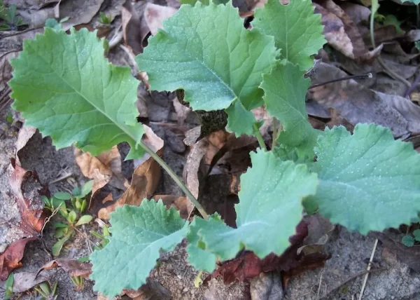 Transplant, Vates Blue Curled Scotch Kale