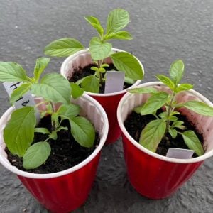 Transplant, Red Leaf Holy Basil Krishna Tulsi