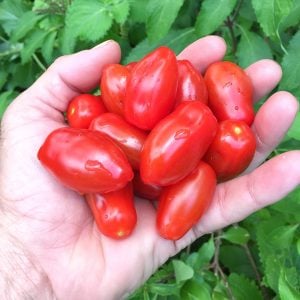 Transplant, Mini San Marzano Tomato