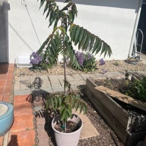 Chinese Toon Tree 香椿树
