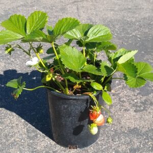 Transplant, Strawberry, Albion