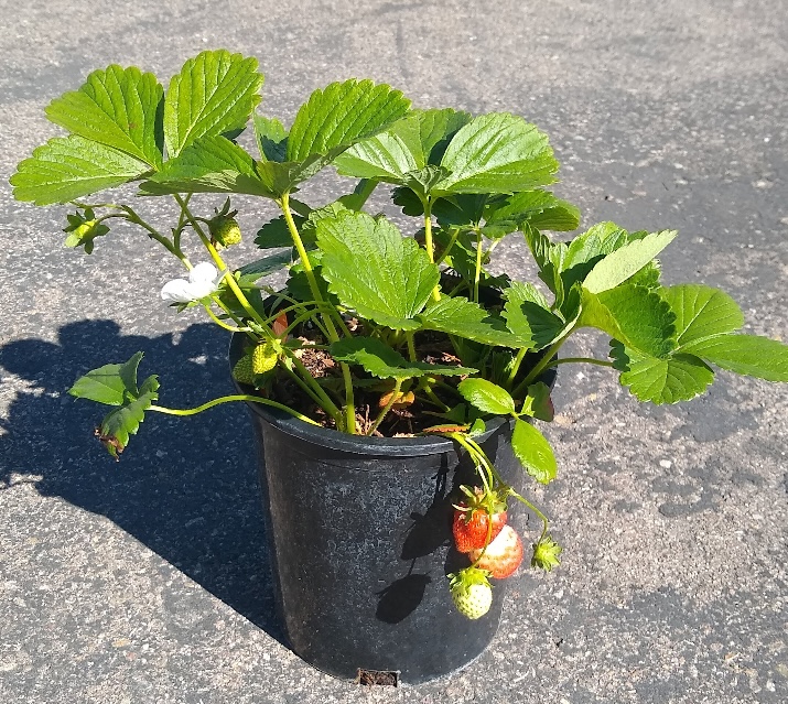 Albion Strawberry in pot