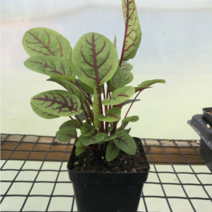 Transplant, Sorrel Bloody Dock