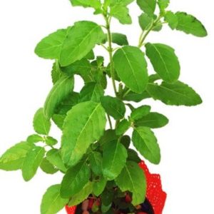 Transplant, Rama Tulsi