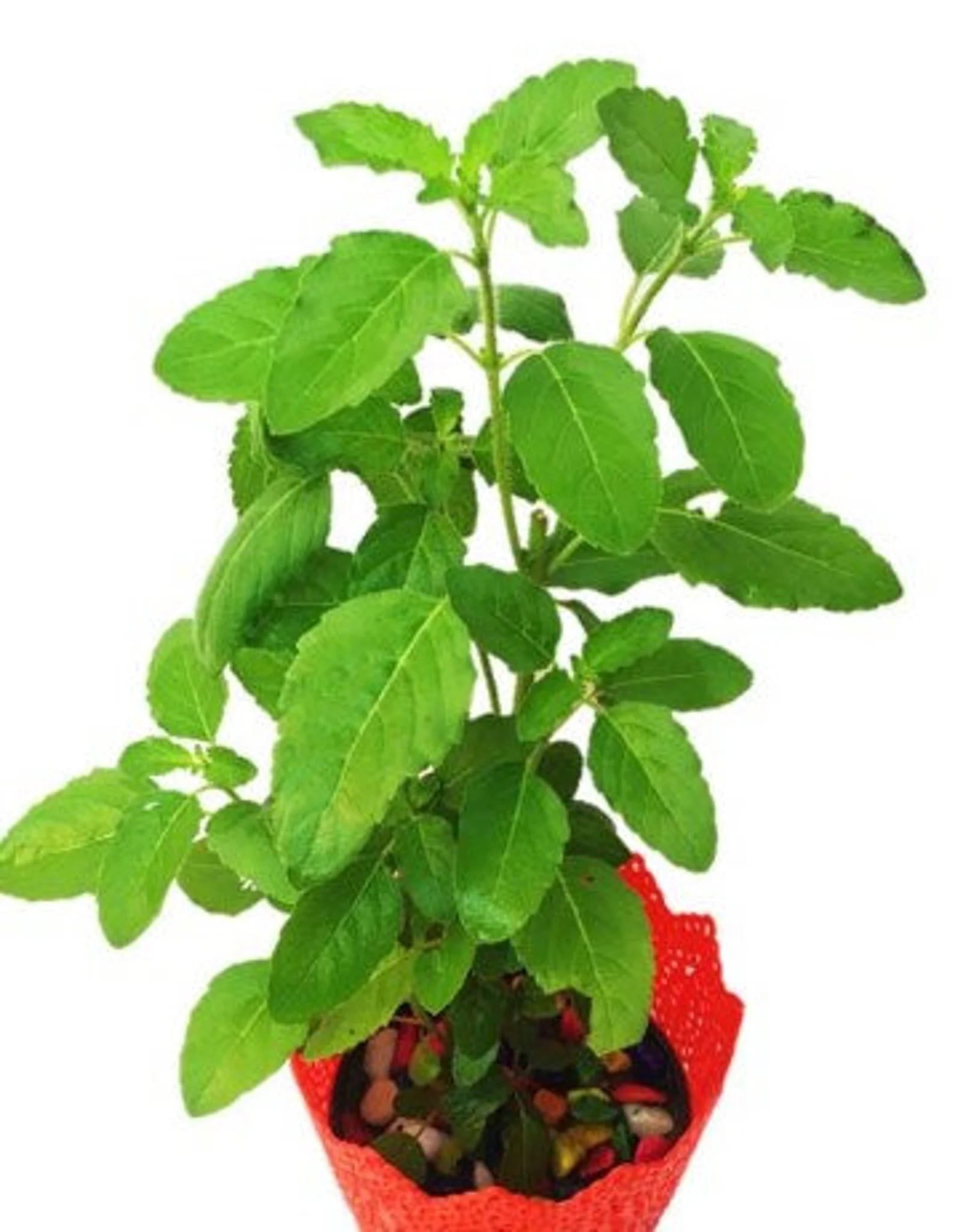 Transplant, Rama Tulsi