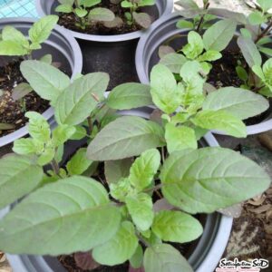 Transplant, Red Leaf Holy Basil Krishna Tulsi