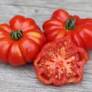 Transplant, Costoluto Genovese Tomato