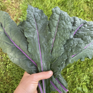 Transplant, Dazzling Blue Kale