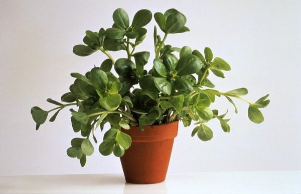 Transplants, Purslane 馬齒莧
