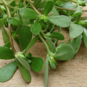 Transplants, Purslane 馬齒莧