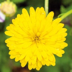 Calendula Golden Yellow Seeds
