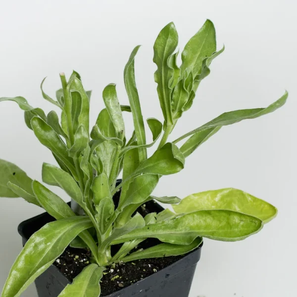 Transplant, Calendula  金盏花苗