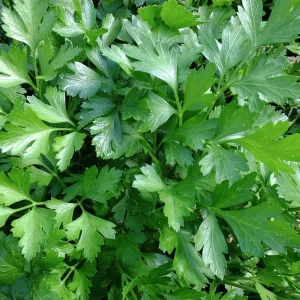 Parsley Seeds