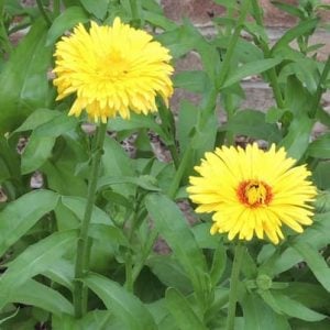 Transplant, Calendula  金盏花苗