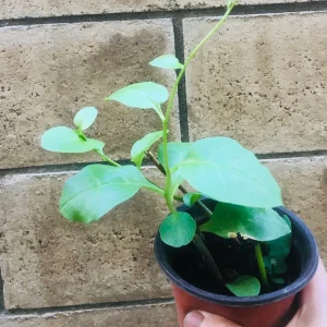 Transplant, Heartleaf Madeira Vine 川七苗