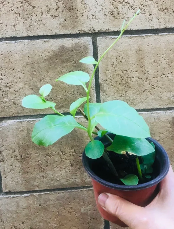 Transplant, Heartleaf Madeira Vine 川七苗