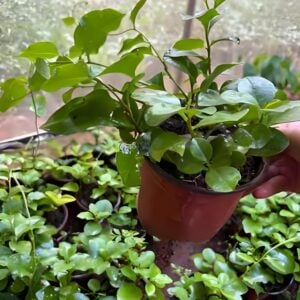 Transplant, Heartleaf Madeira Vine 川七苗