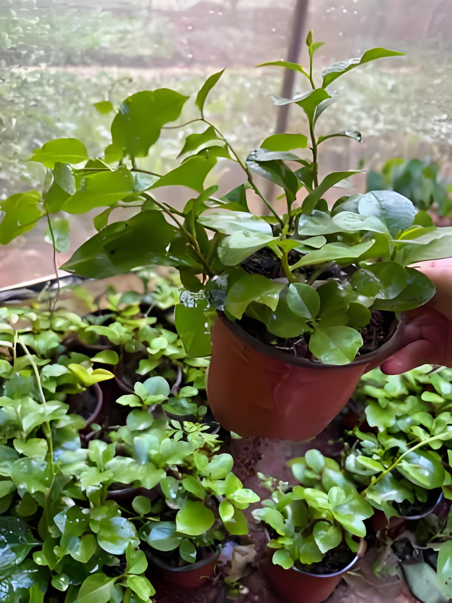 Transplant, Heartleaf Madeira Vine 川七苗
