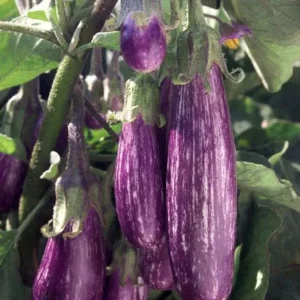 Graffiti Eggplant Seeds