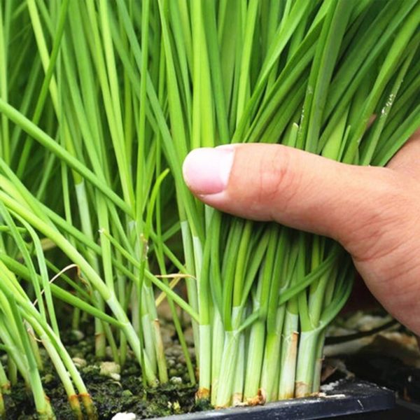 Organic Chinese Chives Seeds