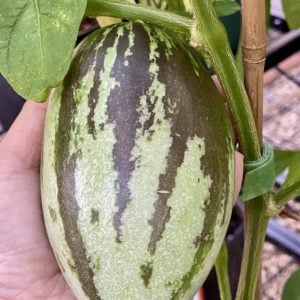 Kendall Gold Pepino Melon Seeds