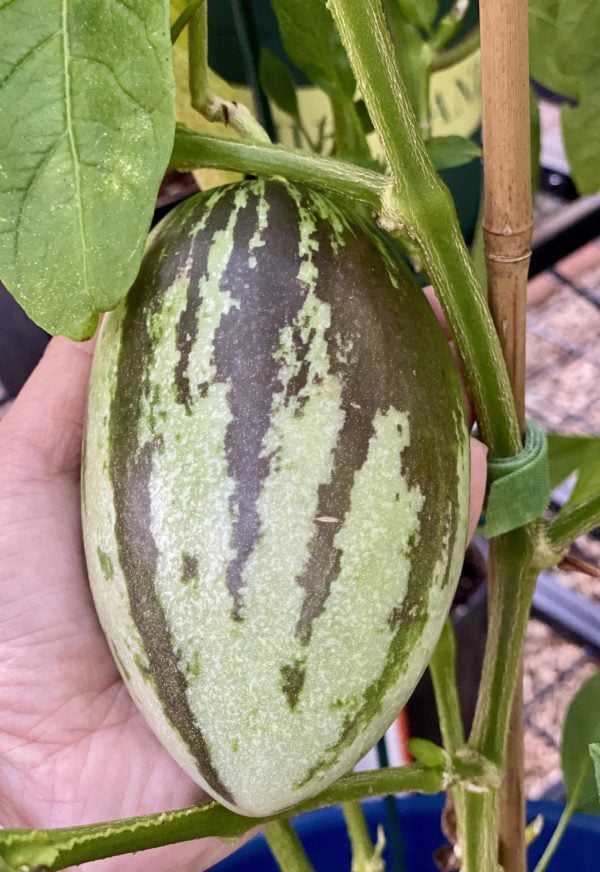 Kendall Gold Pepino Melon Seeds