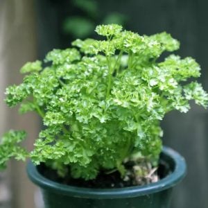 Transplants, Curled Parsley