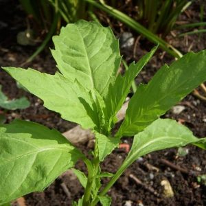 EPAZOTE Seeds (Chenopodium Ambrosioides)