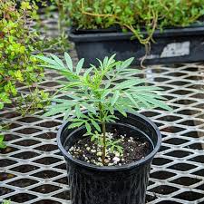 Transplant, Huacatay