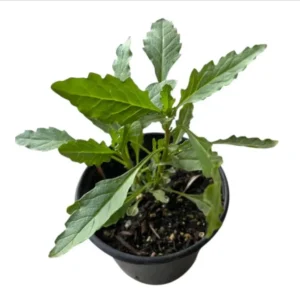 Transplant, Epazote- Dysphania Ambrosioides