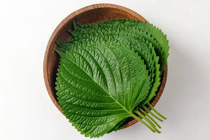 Transplant, Organic Korean Perilla