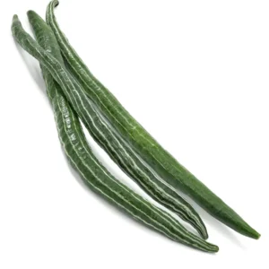 Transplant, Snake Gourd 蛇瓜