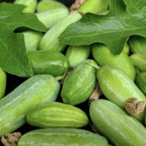 Transplant, Ivy Gourd Tindora
