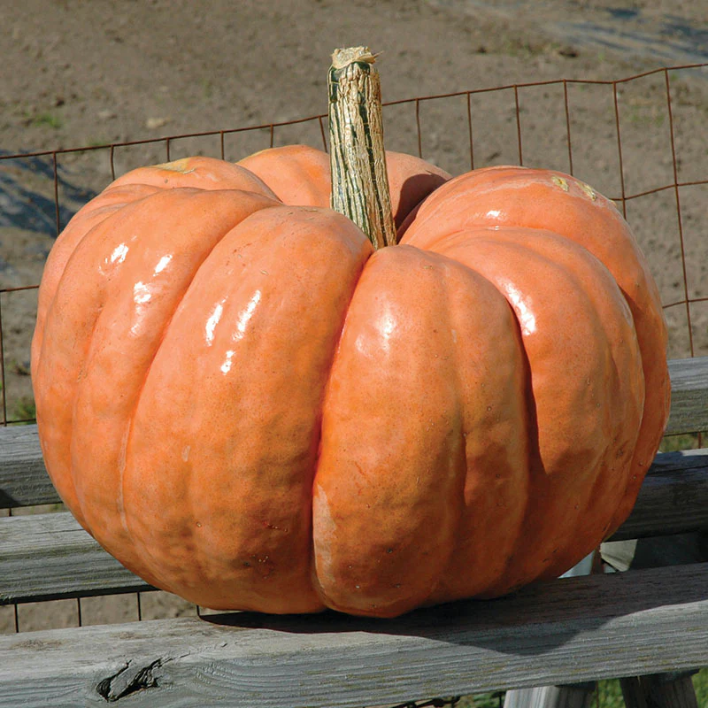 Transplant, Indian Doll Pumpkin