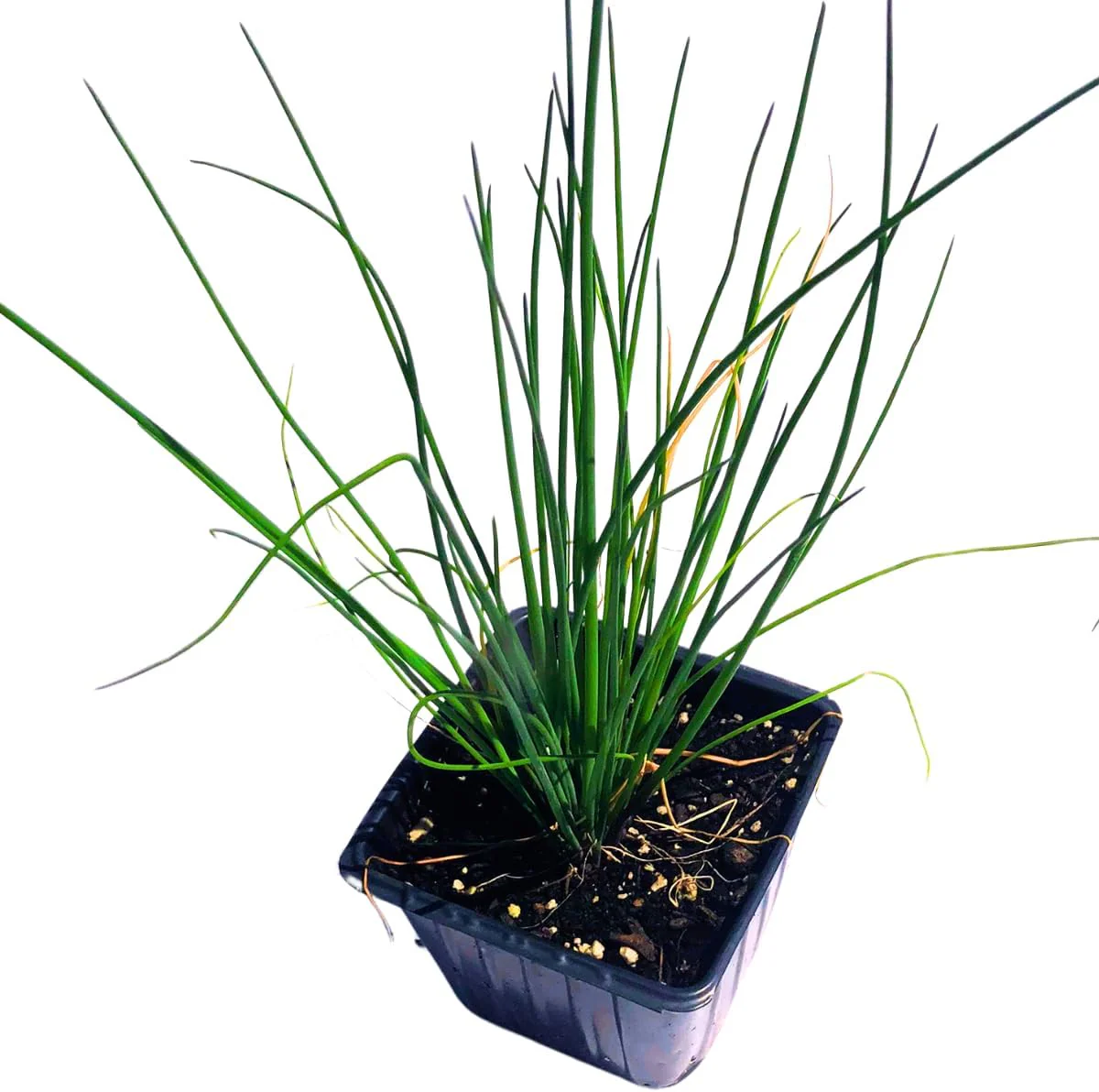 Chives in pot Chives in pot