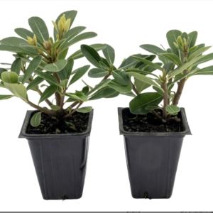 One Pittosporum Tobira seedling