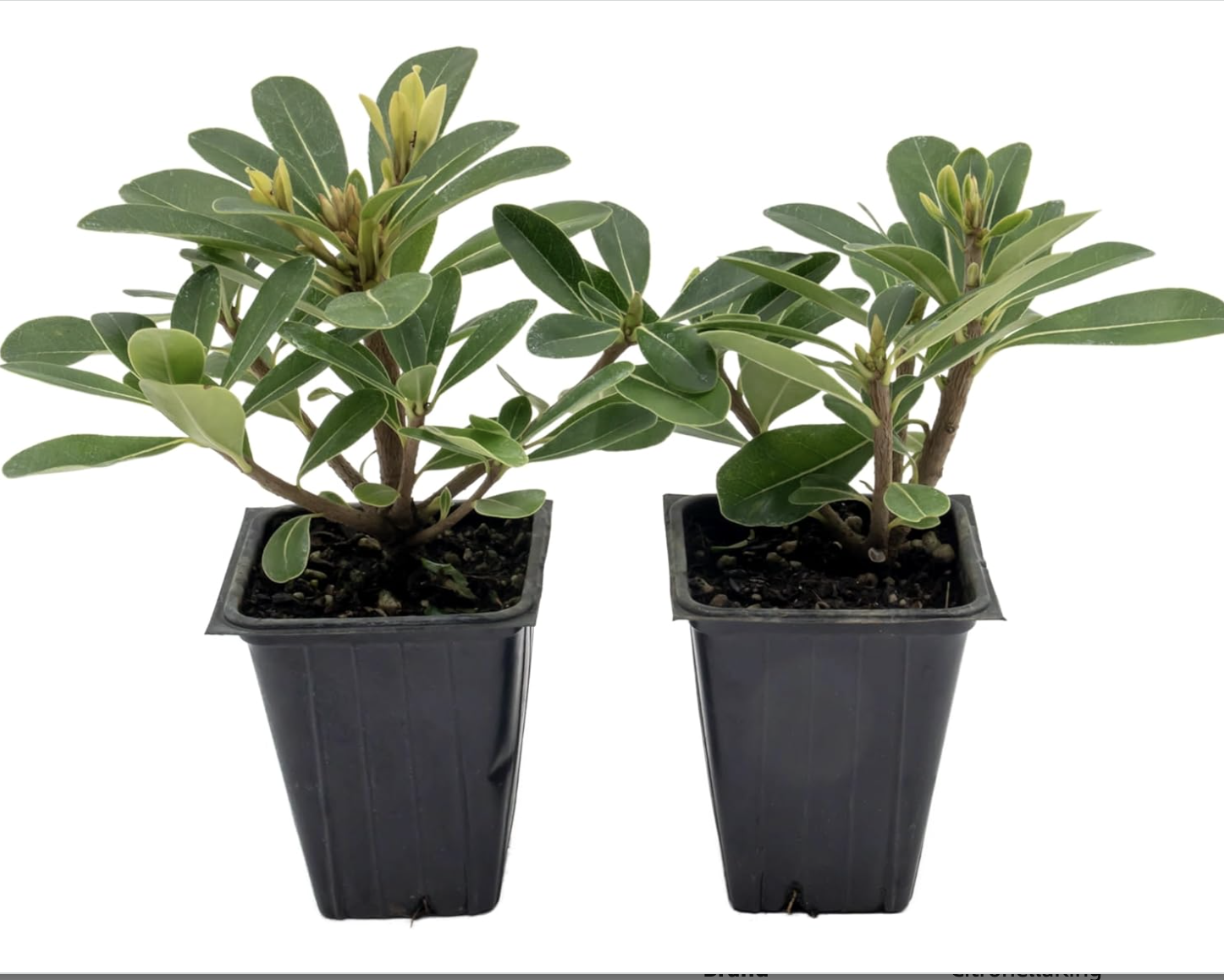 Pittosporum Tobira seedlings Pittosporum Tobira seedlings