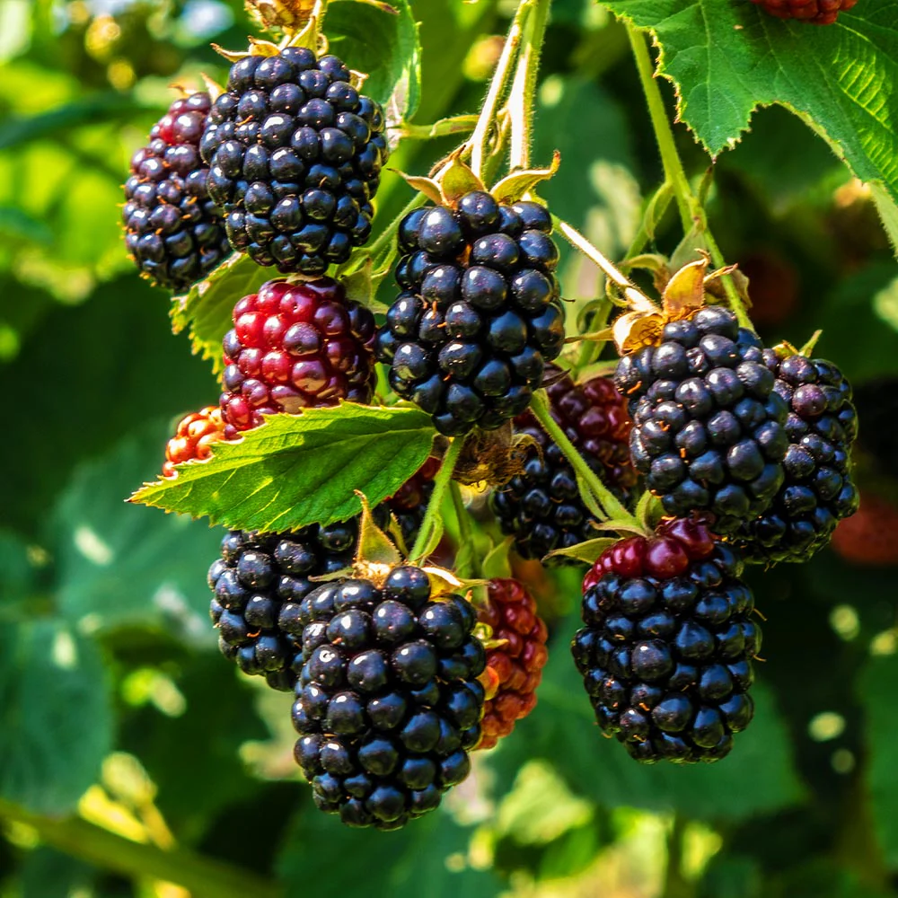 Thornless_Blackberry_fruit Thornless_Blackberry_fruit