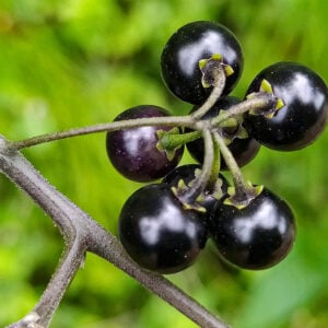 American Black Nightshade Seeds