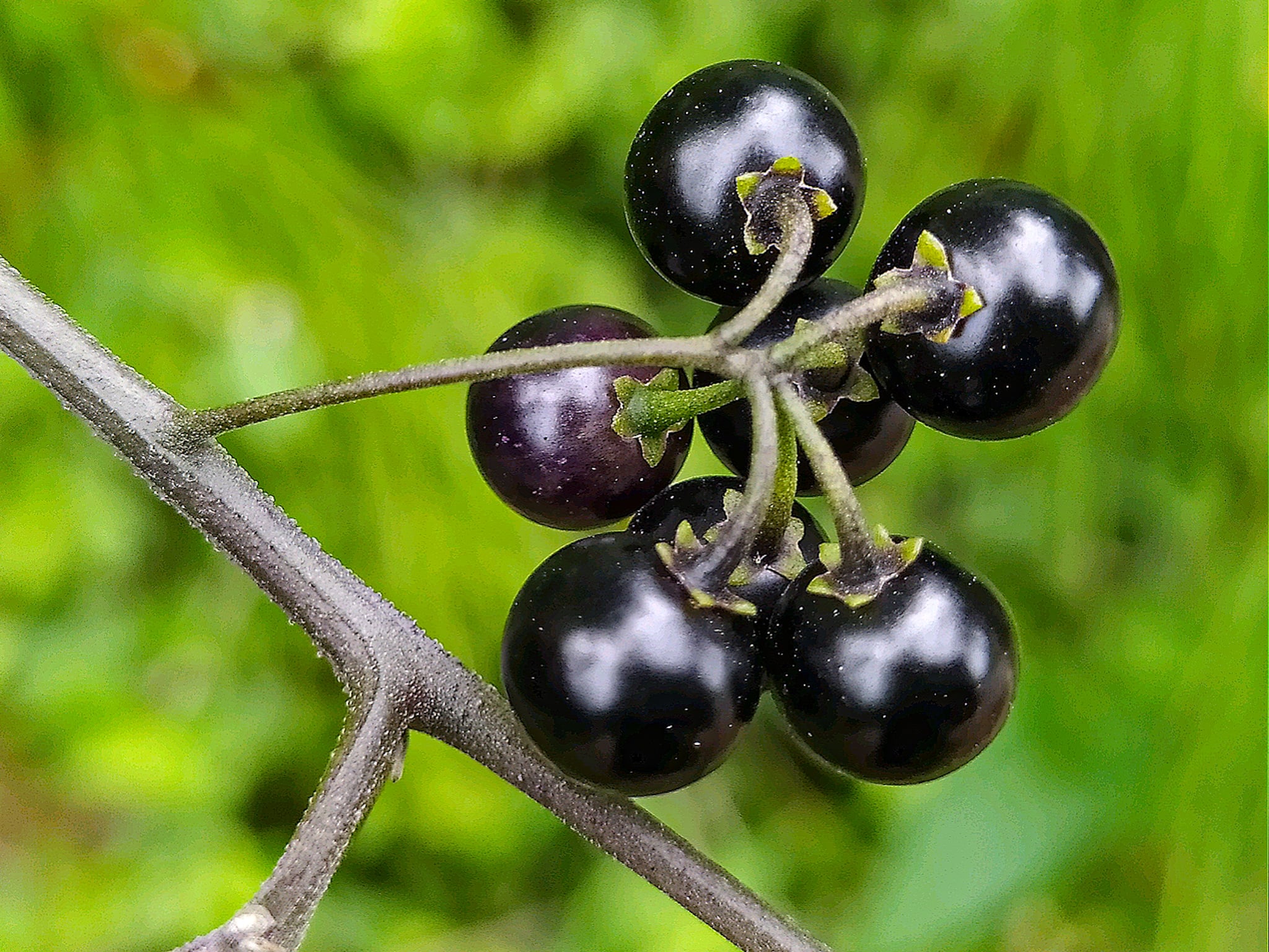 Fruits Solanum americanum Mill., 1768
