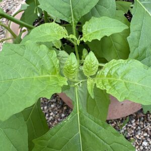 Transplant, American Black Nightshade