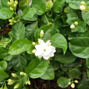 Transplant, Arabian Jasmine